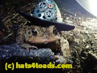 /home//u458753944/public_html/sourcegallery/////Roxborough Toad Detour/2021/2021-03-26/P3260033.JPG
